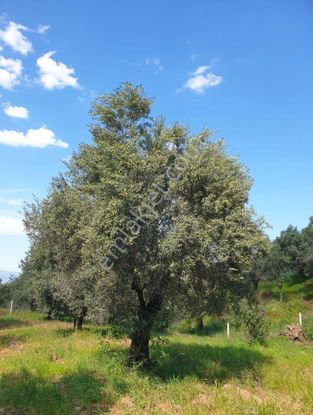 Berkay Emlaktan Karacasu Bahçeköyde Satılık Zeytinlik
