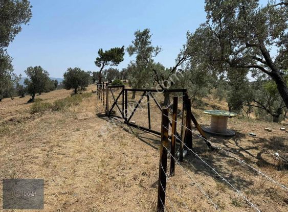 Boyut'tan Havran Çamdibi Mh. Satılık 6.250 M2 Zeytinlik