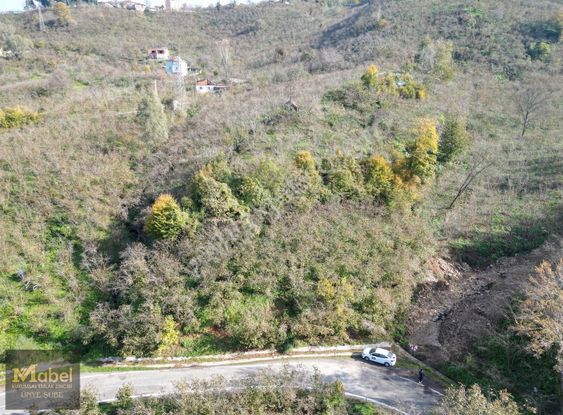 Mabel'den Yol Kenarı Satılık 3 Dönüm Fındıklık Mükemmel Konum