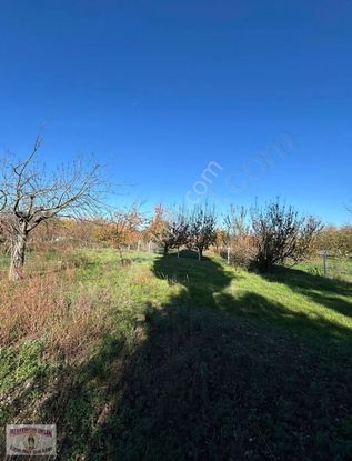 İzmir/selçuk/burgaz'da, 323m2 Kiraz Bahçesi Satılıktır