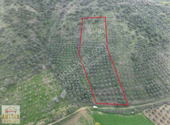 Antika Gayrimenkulden Emirlide Satılık Zeytinlik