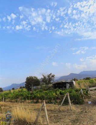 Derbent Ovası'nda Genç Üzüm Bağı!