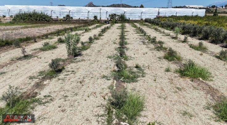 Manavgat Taşağıl Da Yeni Ekilmiş Tek Tapu Bahçe