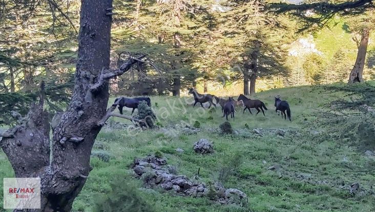 Konyaaltı Yarbaşçandır Kökez Yaylasın'da Villa İmarlı Arsa