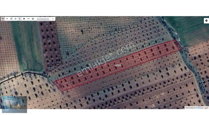 Liva Gayrimenkul'den Doğançay'da Yola Sıfır Satılık Zeytinlik