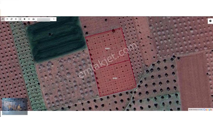 Liva Gayrimenkul'den İnanlı'da Yola Sıfır Satılık Zeytinlik