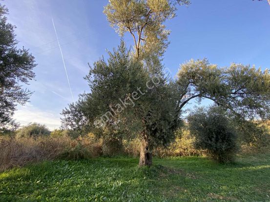 Aydın Germencik Hıdırbeyli De İmarın Yanı 5.163 M2 İncir Bahçesi