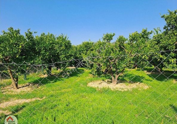 Özdere'de Tek Tapu Tarla