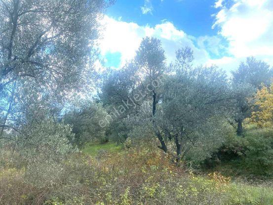 🔴✔aktiften Ağacık'ta 457 M2 Kadastrol Olan Satılık Zeytinlik🔴