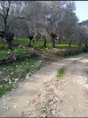 Germencik Ortaklar 150 Yetişmiş Zeytin Ağacı 6950 M2 Kelepir Zeytinlik