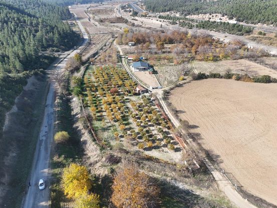 Bozkurt Alikurt Firsat Ayva Bahçesi 5055m