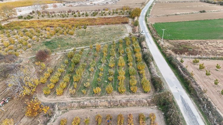 Honaz Ayva Bahçesi 3200m²