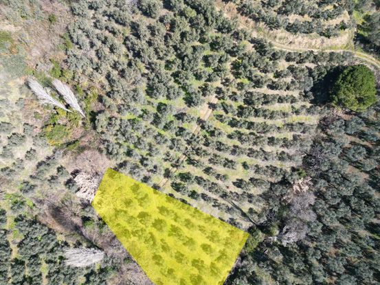 Kumla Konak Emlak”tan Satılık 1200 Metrekare Satılık Zeytinlik