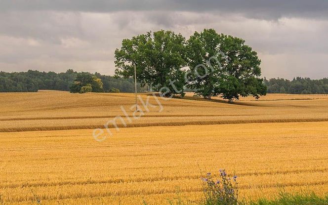 Manisa Kula Körez'de 21.700 M2 Tarla. Otoyola Yakın. Açıklamayı Okuyarak Arayınız.
