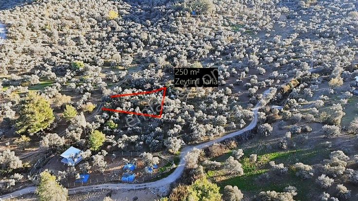Satılık Zeytinli Tarla* Aşağıkızılca