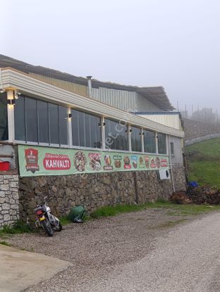 Bozalan Köyünde 3 Parça Müstakil Tapulu Verimli Zeytinlik Satılık