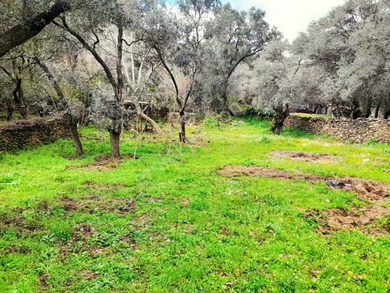 İzmir Bayındır Kızıloba'da 705 M2 Akarsu Yanı Zeytinlik. Açıklamayı Okuyarak Arayınız.