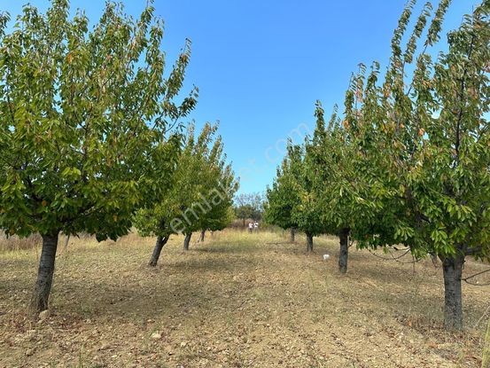 Manisa Gördeste Uygun Fiyata Yatırımlık Arazi