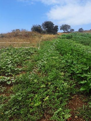 Çanakkale Biga Gürgendere Satılık Tarla Kadastro Yollu