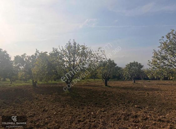 Aydın Germencik Dereköy Satılık 3,5 Dönüm Fırsat İncir Bahçesi!