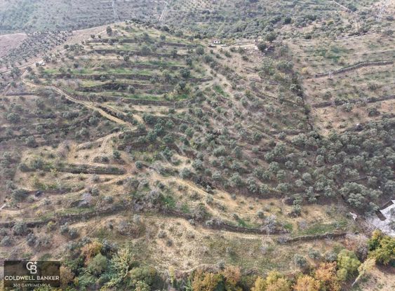 Aydın Germencik Dağyeni Satılık 39 Dönüm İncir Zeytin Bahçesi !