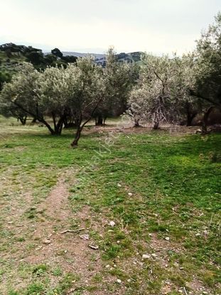 İzmir Bergama Çamtepe'de 3.711 M2 Zeytinli Tarla. Yol Su Var. Açıklamayı Okuyunuz.