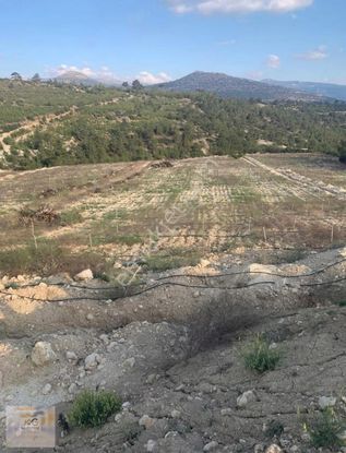 Mut Pamukluda 15.600m2 Satılık Zeytin Bahçesi