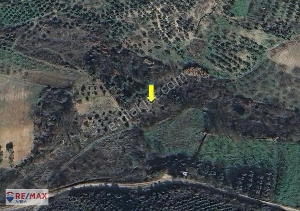 Remax Area'dan Gündoğdu'da Uygun Fıyatlı Zeytınlık Yatırımı