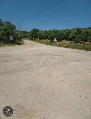 Trilye'de Yola Cephe İçinde Bakımlı Meyve Ağaçları Bulunan Tarla