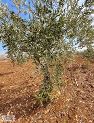 Ymz Gayrimenkulden Fırsat Bağ Evlik Zeytinlik