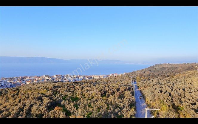 Halitpaşa Da Yola Cephe Full Deniz Manzaralı Zeytinlik