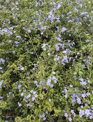 Döşemealtı Harika Konum Otel Ruhsatlı Arsamız Satılıktır