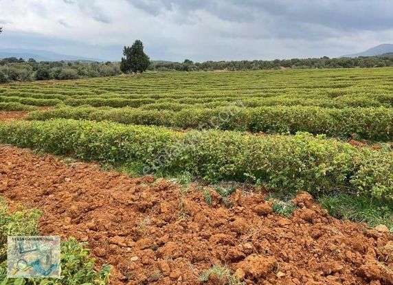 Aysa Gayrimenkul'den Burdur İlyas'ta Toplam 150 Dönüm Arazi