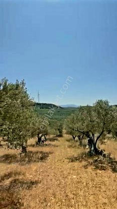 Manisa Kırkağaç Karakurt'da 3.740 M2 Bakımlı Zeytinlik. Açıklamayı Okuyarak Arayınız.