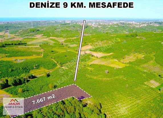 Resuller'de Resmi Yola Cepheli 7.667 M2 Bakımlı Fındık Bahçesi