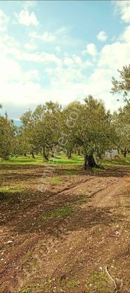 Manisa Kırkağaç Musahoca'da 1.835 M2 Bakımlı Zeytinlik. Açıklamayı Okuyarak Arayınız.