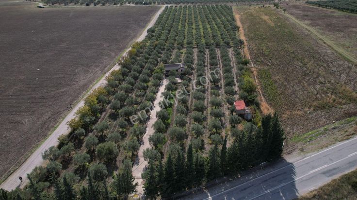 Çandarlı Anayola Cepheli 1+1evi İçinde Bulunan Satılık Zeytinlik