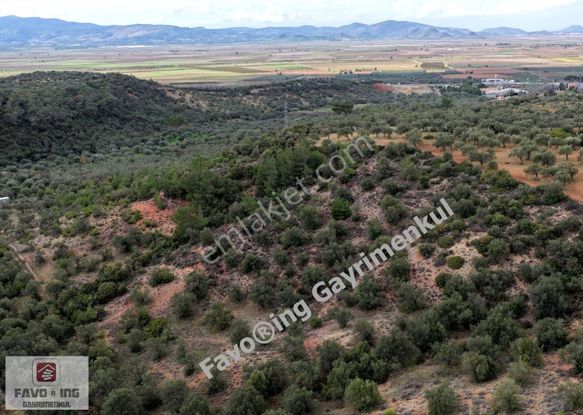 Bergama Zeytindağ | Asfalt Yola 170 Mt. | 11.540 M2 Zeytinlik