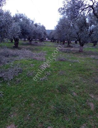 Aslanlarda Zeytinli Tarla