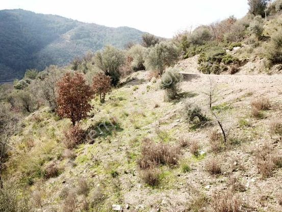 Güzelbahçe Payamlı'da Satılık Merkezi Yolu Açık Fırsat Tarla