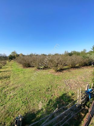 Sahibinden Kürtün'de İki Yola Cepheli Köşebaşı Tapulu Tarla