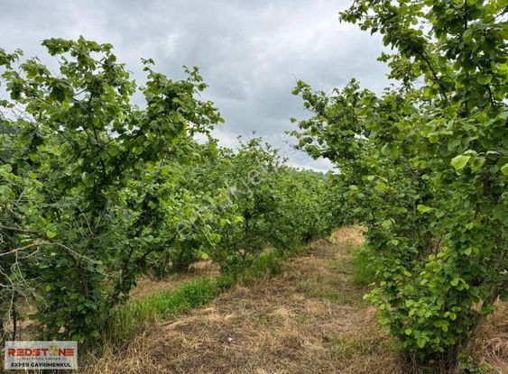 Karasu Yassıgeçit Yola Yakın Toplam 34 Dönüm 20si Fındıklık