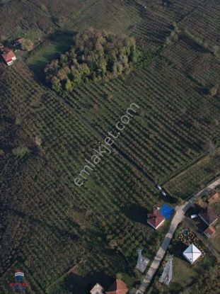 Remax Bülent Ak Çarşamba Porsuk Mah.satılık Fındık Tarlası