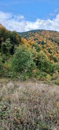 Sahibinden 14 Dönüm Kestanelik