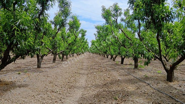 Balıkesir Edremit'de 54 Dönüm Yatırımlık Tarla