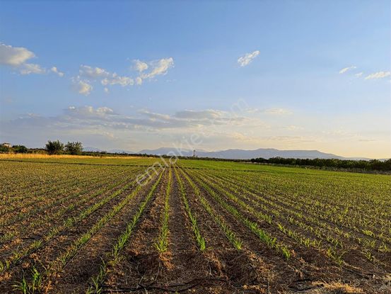 Coldwell Banker'den Akçadağ Da Tarıma Elverişli Satılık Bahçe