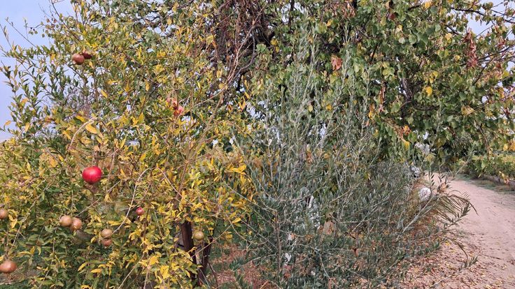 Sahibinden Müstakil Tapulu 2.5 Dönum Bağ Ve Zeytin