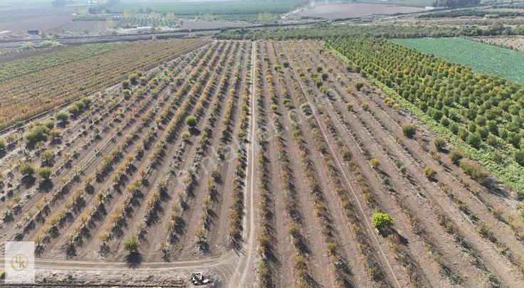 Karataş Yoluna 700 Metre/tek Tapu/42.500m2/4.500 Adet Erik+hurma