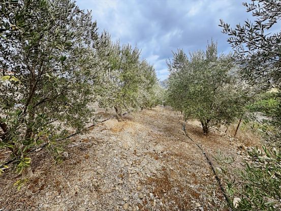 Eksper'den 1 650 M2 Tek Tapu Nar Ve Zeytin Ağaçlı Bahçe-havuzlu!