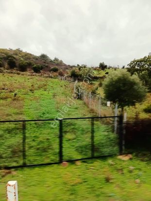 İzmir Bergama Avunduruk'da 2.824 M2 Çitli Yol Üstü Zeytinlik. Açıklamayı Okuyarak Arayınız.